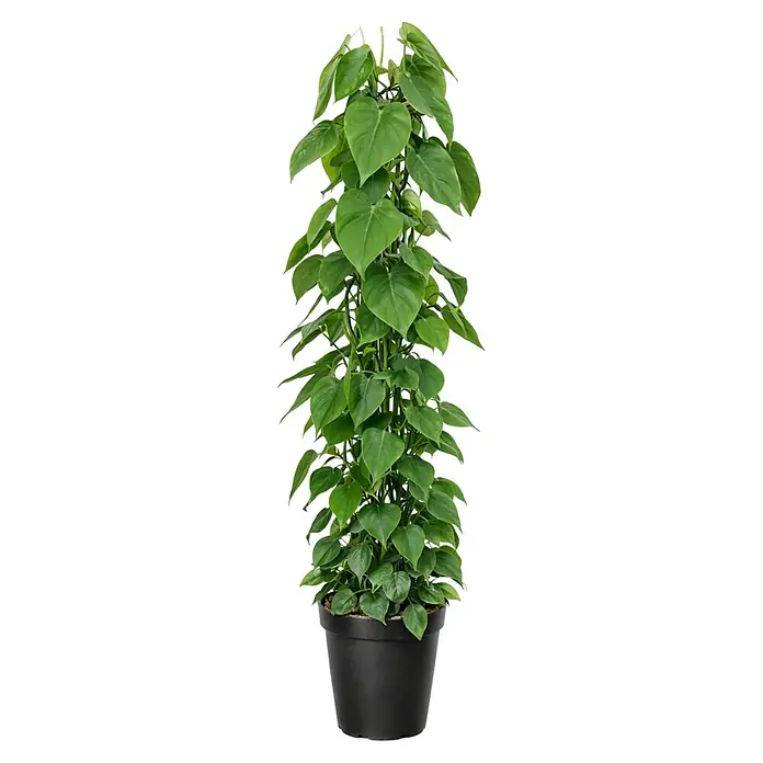 Piardino Zimmerpflanzen-Mix - Verschiedene Sorten, Topfgröße: 24 cm - Hohe, belaubte Grünpflanze in einem schwarzen Topf.
