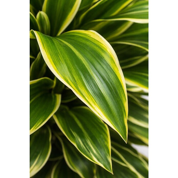 Dracaena fragans 27 verzweigt