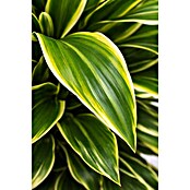 Dracaena fragans 27 verzweigt