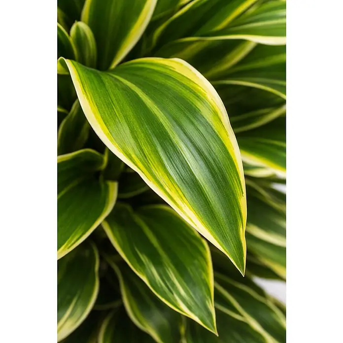 Piardino Drachenbaum verzweigt - Dracaena fragrans, Topfgröße: 27 cm, Dunkelgrün - Bunte Pflanzenblätter mit grünen und gelben Streifen.
