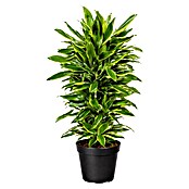 Dracaena fragans 27 verzweigt