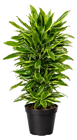 dracena kaufen Groer Drachenbaum  | Dracaena fragrans
