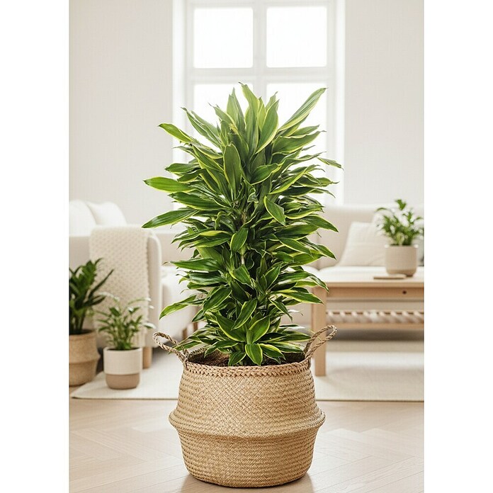 Dracaena fragans 27 verzweigt