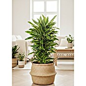 Dracaena fragans 27 verzweigt