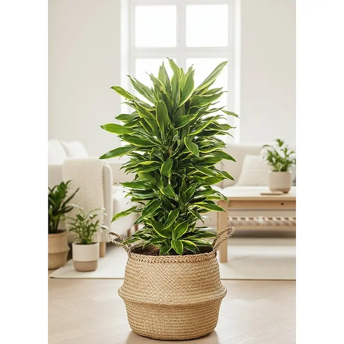 Piardino Drachenbaum verzweigt - Dracaena fragrans, Topfgröße: 27 cm, Dunkelgrün - Große bunte Zimmerpflanze in einem natürlichen Korbtopf, die ein helles Wohnzimmer schmückt.