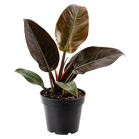 Piardino  Baumfreund Imperial Red