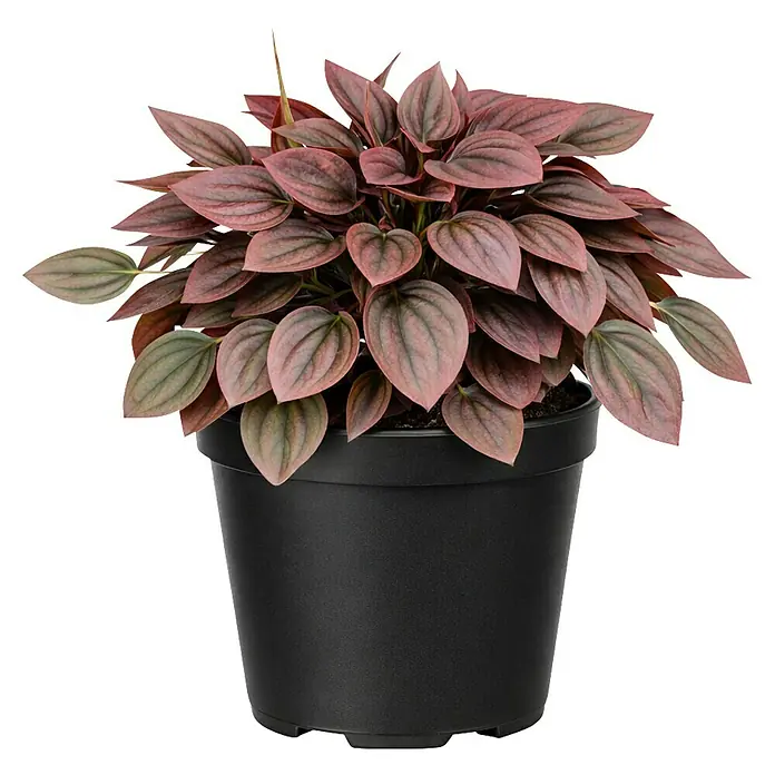Piardino Zwergpfeffer - Peperomia caperata Cayenne, Topfgröße: 12 cm, Grün/Rot - Topfpflanze mit rötlich-rosa und grünen Blättern in schwarzem Topf.