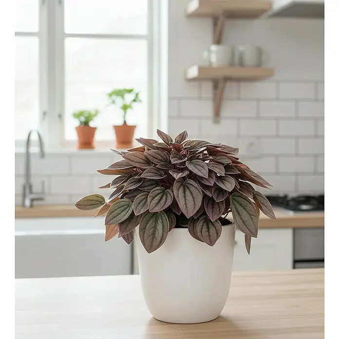 Piardino Zwergpfeffer - Peperomia caperata Cayenne, Topfgröße: 12 cm, Grün/Rot - Topfpflanze mit dunkelroten und grünen Blättern in einem weißen Topf auf einer Holzküchenarbeitsplatte.