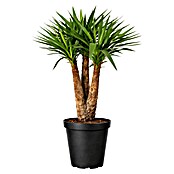 Piardino Palmlilie (27 cm, 3 Stämme)