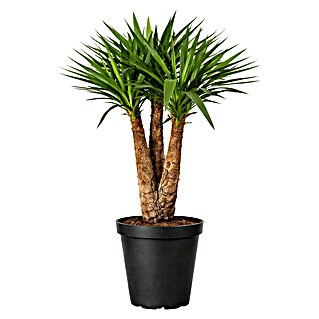 Piardino Palmlilie (Yucca elephantipes, Topfgröße: 27 cm, 3 Stämme gestuft)
