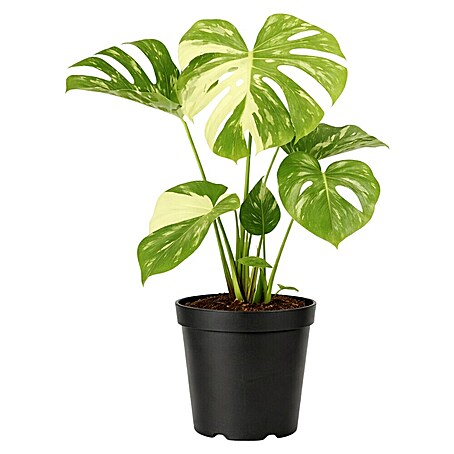 Piardino Fensterblatt Thai Constellation - Monstera deliciosa Thai  Constellation, Topfgre: 15 cm online kaufen bei BAUHAUS