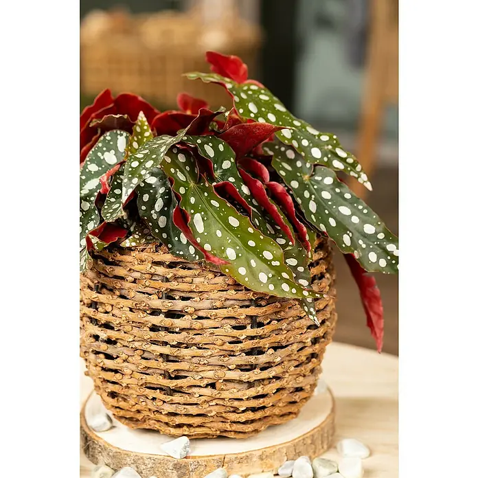 Piardino Forellenbegonie - Begonia maculata Blackforest, Topfgröße: 17 cm - Eine gepunktete Begonie in einem geflochtenen Topf auf einem Holzuntersetzer mit weißen Kieselsteinen.