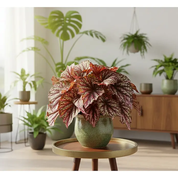 Piardino Blattbegonie - Begonia rex 'Inca Night', Topfgröße: 12 cm - Lebendige rot-grüne Begonienpflanze in einem grünen Keramiktopf, auf einem kleinen Holztisch, umgeben von anderen Pflanzen.