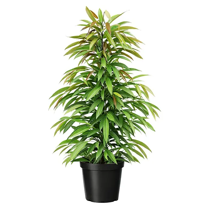 Piardino Birken-Feige - Ficus 'Amstel King', Topfgröße: 21 cm - Üppige Grünpflanze mit langen, teilweise rötlichen Blättern im schwarzen Topf.