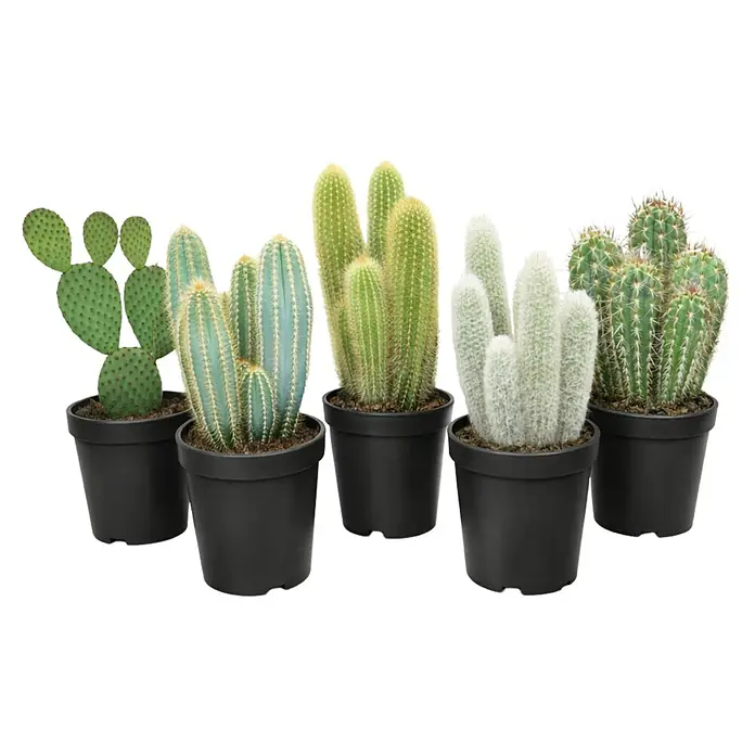 Piardino Kaktus - Cactus, Topfgre: 17 cm online kaufen bei BAUHAUS