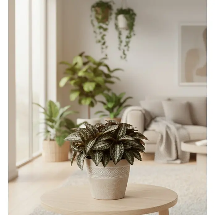Piardino Kanonierblume - Pilea spruceana, Topfgröße: 12 cm, Blattfarbe: Grün - Pilea Cadierei Pflanze mit gemusterten Blättern im hellen Topf mit geometrischem Design, auf einem Holztisch.