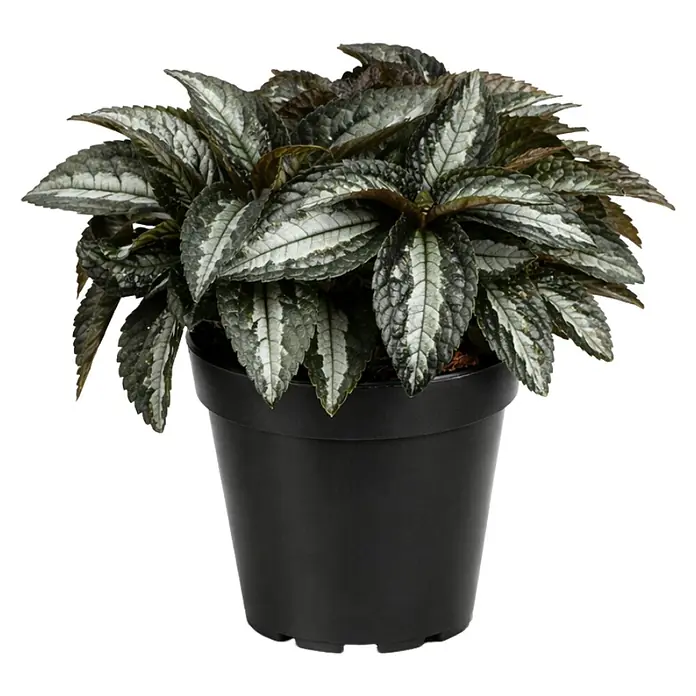Piardino Kanonierblume - Pilea spruceana, Topfgröße: 12 cm, Blattfarbe: Grün - Topfpflanze mit strukturierten silber-grünen Blättern in schwarzem Kunststofftopf.