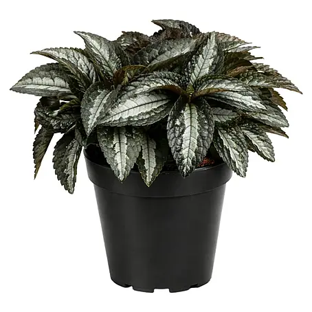 Piardino  Kanonierblume