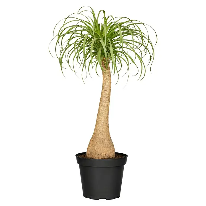 Piardino Elefantenfuß - Beaucarnea recurvata, Topfgröße: 24 cm, Grün - Topf-Flaschenbaum mit grünen Blättern und braunem Stamm in schwarzem Topf.