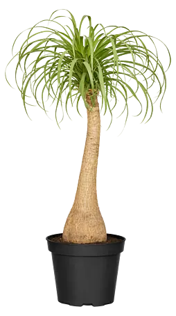 Piardino Elefantenfu - Beaucarnea recurvata, Topfgre: 24 cm, Grn online  kaufen bei BAUHAUS
