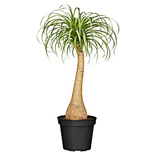 Piardino Elefantenfu - Beaucarnea recurvata, Topfgre: 24 cm, Grn online  kaufen bei BAUHAUS