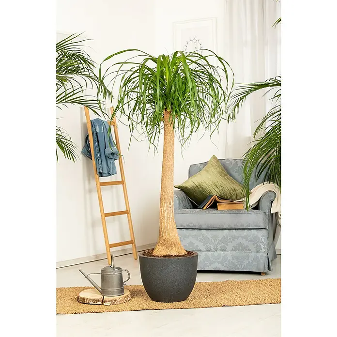 Piardino Elefantenfuß - Beaucarnea recurvata, Topfgröße: 24 cm, Grün - Große Elefantenfuß-Pflanze in einem dunkelgrauen Topf, mit dickem Stamm und langen, fließenden grünen Blättern, in einem Wohnambiente.