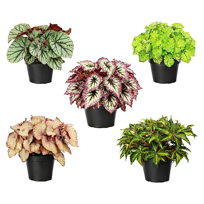 Piardino Begonie - Begonia rex, Topfgröße: 17 cm, 1 Stück - Fünf verschiedenfarbige Begonien in schwarzen Töpfen.