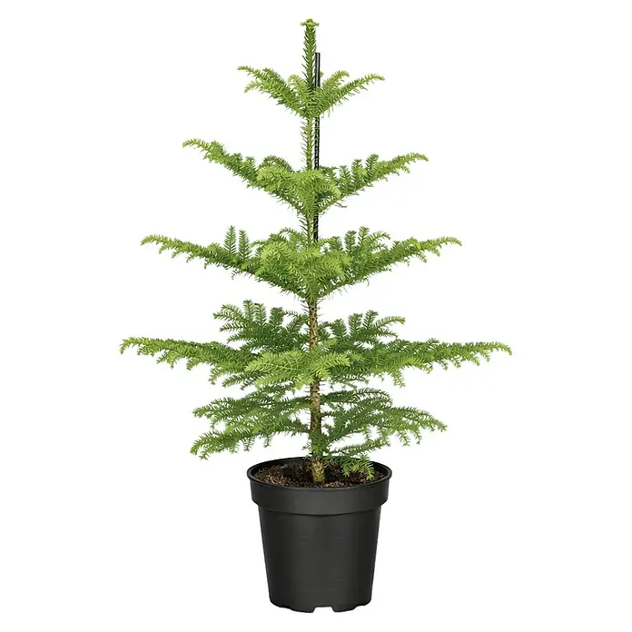 Piardino Zimmertanne - Araucaria heterophylla, Topfgröße: 17 cm - Norfolk-Tanne im schwarzen Topf.