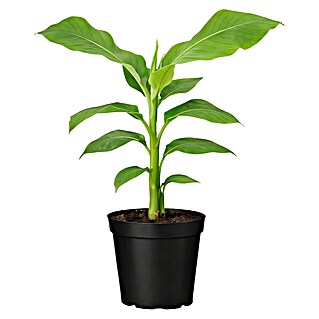Piardino Bananenstaude winterhart (Musa basjoo, Topfgröße: 17 cm)