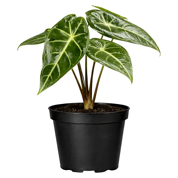 Piardino Elefantenohr - Alocasia longiloba, Topfgröße: 6 cm - Anthurium-Pflanze mit dunkelgrünen Blättern und hellen Adern im schwarzen Kunststofftopf.