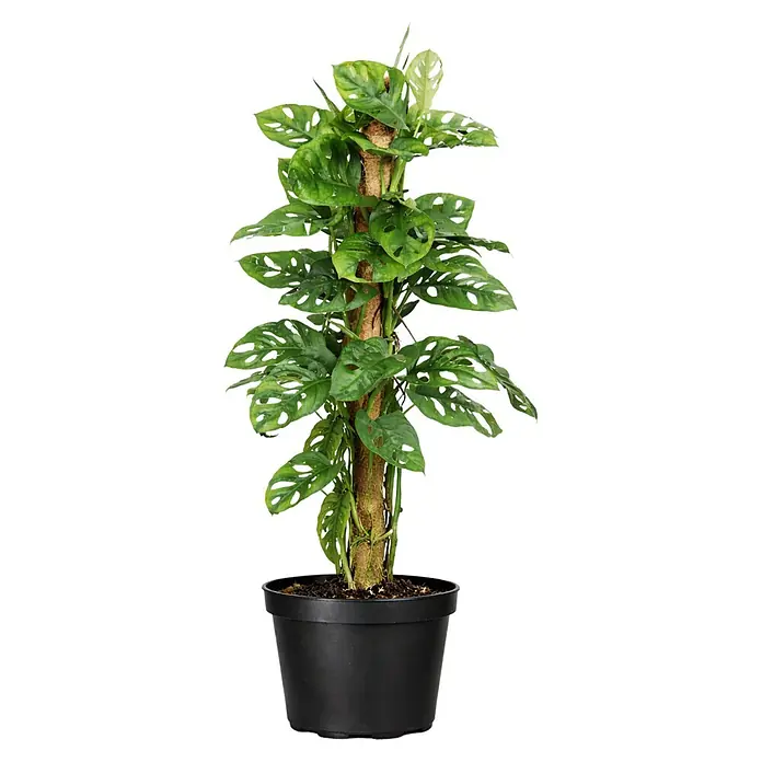Piardino Fensterblatt Monkey Leaf - Monstera obliqua 'Monkey Leaf',  Topfgre: 16 cm online kaufen bei BAUHAUS