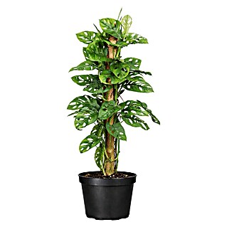 Piardino Fensterblatt Monkey Leaf - Monstera obliqua 'Monkey Leaf',  Topfgre: 16 cm online kaufen bei BAUHAUS