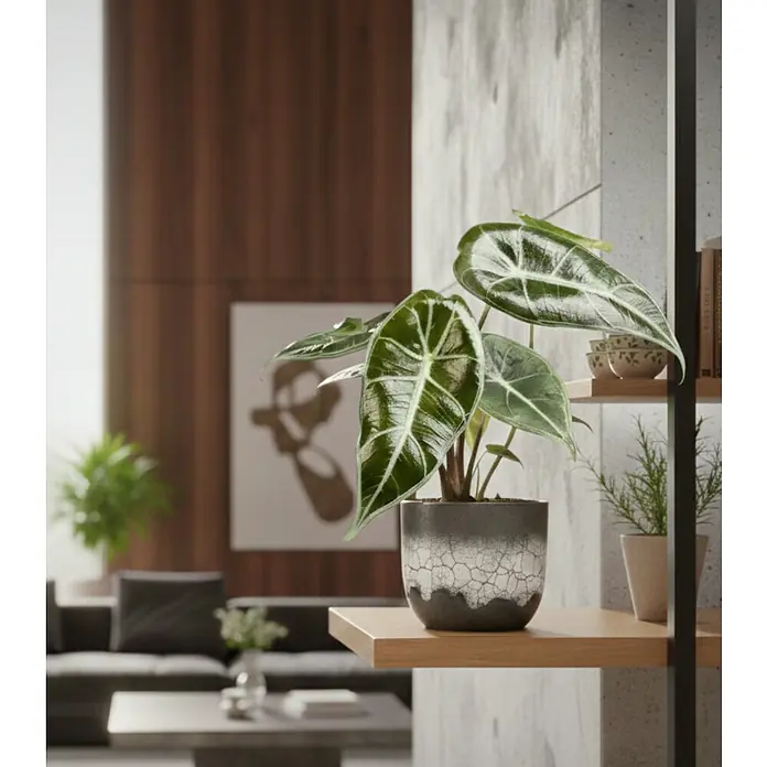 Piardino Elefantenohr - Alocasia longiloba, Topfgröße: 6 cm - Eine Topf-Alocasia mit dunkelgrünen, weiß geäderten Blättern in einem texturierten grauen Pflanzgefäß auf einem Holzregal.