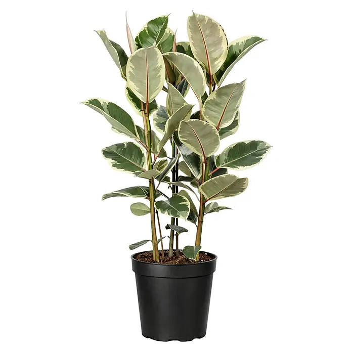 Piardino Gummibaum in Sorten - Ficus elastica, Topfgröße: 27 cm - Buntblättrige Gummibaum-Pflanze in einem schwarzen Topf.