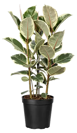 Ficus online kaufen