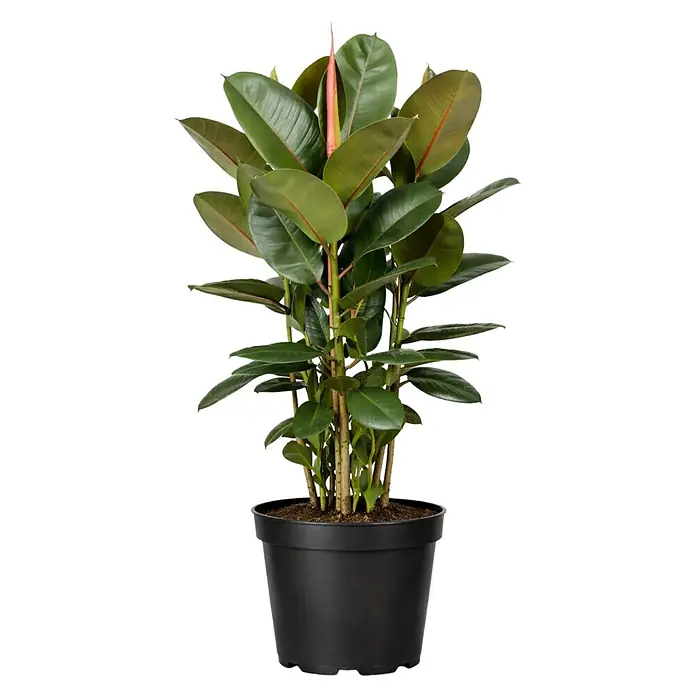 Piardino Gummibaum in Sorten - Ficus elastica, Topfgröße: 27 cm - Üppiger Gummibaum mit dunkelgrünen Blättern und einem neuen rötlichen Trieb, in einem schwarzen Plastiktopf.