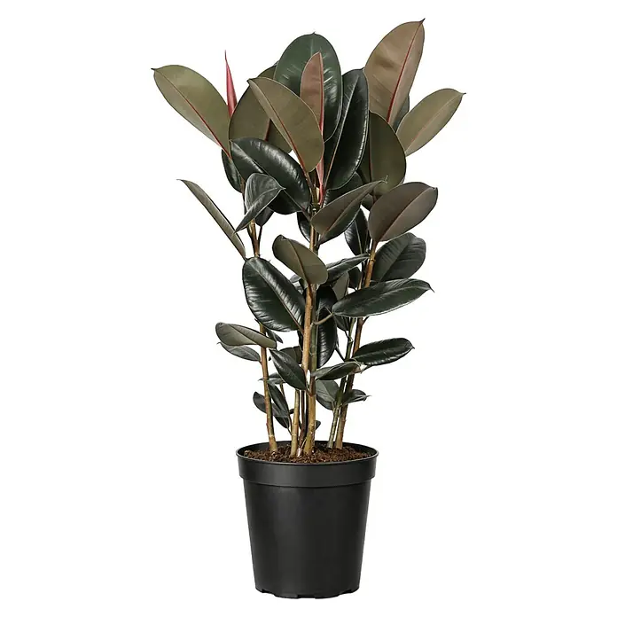 Piardino Gummibaum in Sorten - Ficus elastica, Topfgröße: 27 cm - Topf-Gummibaum mit großen, dunkelgrünen, glänzenden Blättern und rötlichem Neuaustrieb im schwarzen Topf.