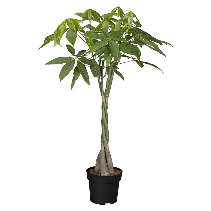 Piardino Glückskastanie - Pachira aquatica, Topfgröße: 27 cm - Topf-Geldbaum-Pflanze mit geflochtenem Stamm und grünen Blättern.