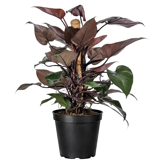 Piardino Baumfreund 'Red Twins' - Philodendron ‘New Red’, Topfgröße: 19 cm - Topfpflanze mit dunkelrotbraunen und grünen Blättern, an einem Moosstab wachsend, in einem schwarzen Topf.
