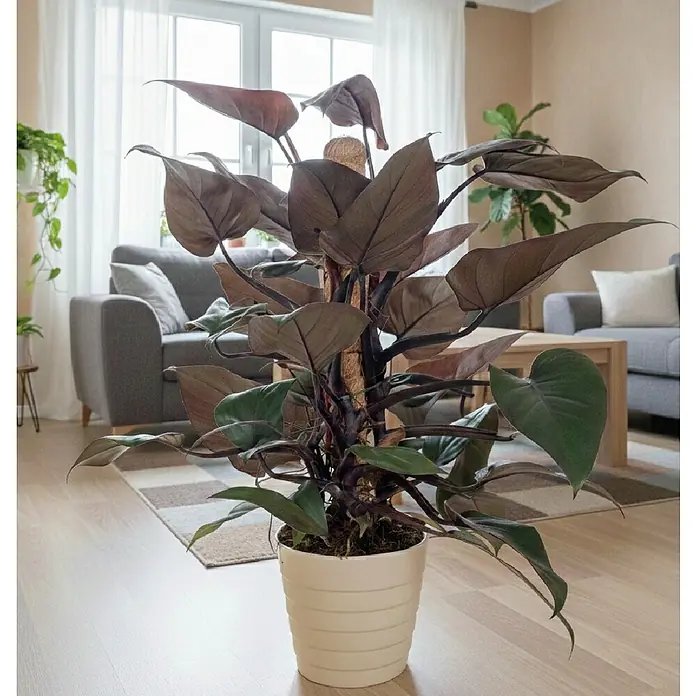 Piardino Baumfreund 'Red Twins' - Philodendron ‘New Red’, Topfgröße: 19 cm - Große Topfpflanze mit dunkel rotbraunen Blättern in einem cremefarbenen Topf, in einem Wohnzimmer platziert.