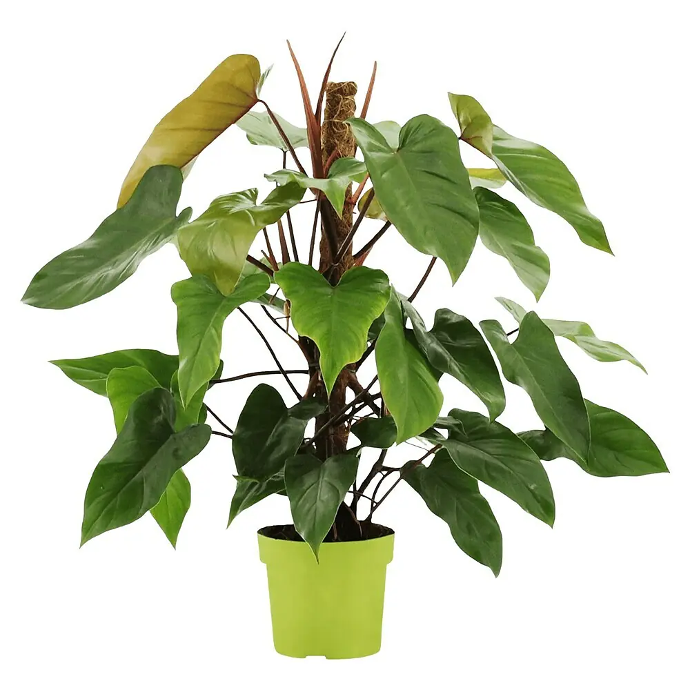 Piardino Baumfreund - Philodendron 'Red Emerald', Topfgre: 19 cm online  kaufen bei BAUHAUS