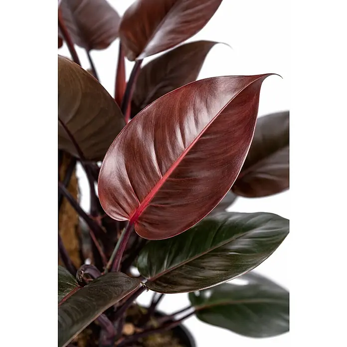 Piardino Baumfreund 'Red Twins' - Philodendron ‘New Red’, Topfgröße: 19 cm - Nahaufnahme einer Pflanze mit dunkelrotbraunen Blättern, ein Blatt mit leuchtend roter Mittelrippe.