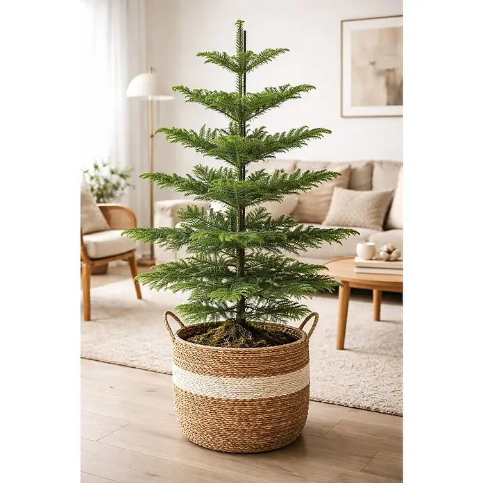 Piardino Zimmertanne - Araucaria heterophylla - Norfolk-Tanne im geflochtenen Korb mit weißem Streifen, als Zimmerpflanze in modernem Wohnzimmer.