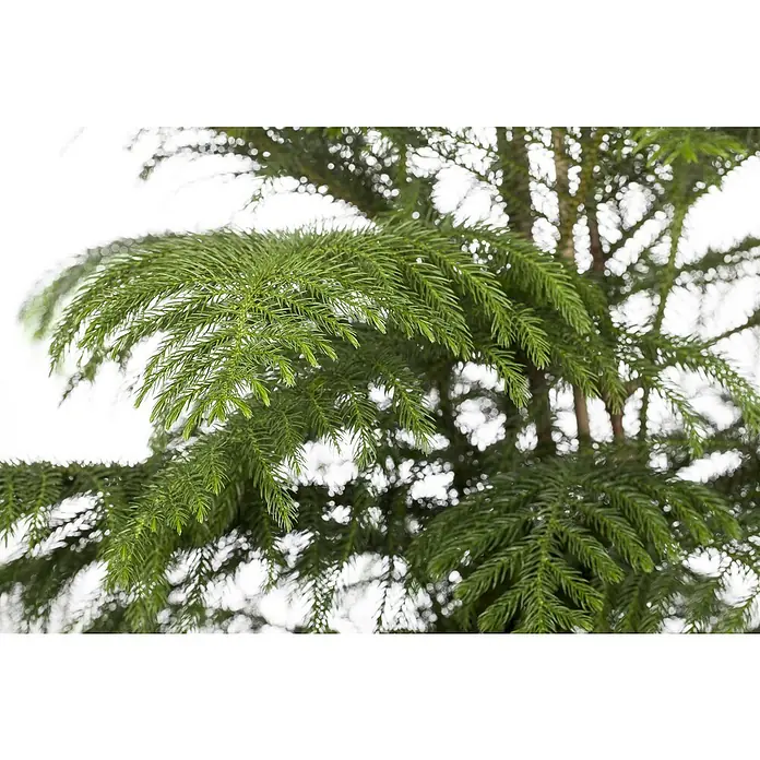 Piardino Zimmertanne - Araucaria heterophylla - Üppiges grünes Nadelwerk eines Nadelbaums, mit dichten, stacheligen Nadeln.