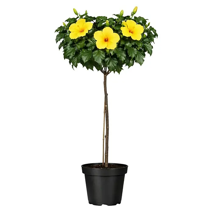 Piardino Garteneibisch -  - Im Topf stehende gelbe Hibiskuspflanze, baumförmig, mit leuchtend gelben Blüten und grünen Blättern in einem schwarzen Topf.