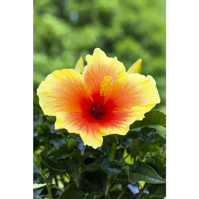 Piardino Garteneibisch -  - Eine leuchtend gelbe Hibiskusblüte mit markanter roter Mitte.