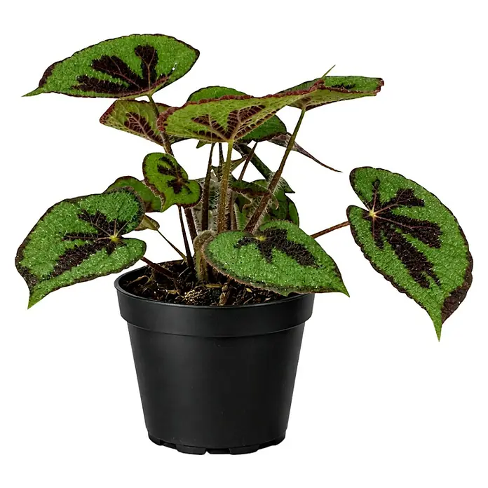 Piardino Blattbegonie - Begonia masoniana, Topfgröße: 12 cm - Topf-Begonie 'Iron Cross' mit strukturierten grünen Blättern, dunklen Mittelmustern und rötlichen Rändern, in einem schwarzen Topf.