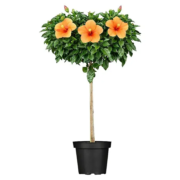 Piardino Garteneibisch -  - Topf-Hibiskuspflanze mit leuchtend orangefarbenen Blüten und grünen Blättern in einem schwarzen Topf.