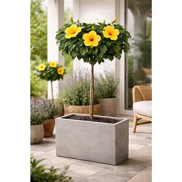 Piardino Garteneibisch -  - Gelber Hibiskus-Hochstamm mit leuchtenden Blüten in einem grauen rechteckigen Pflanzkübel.