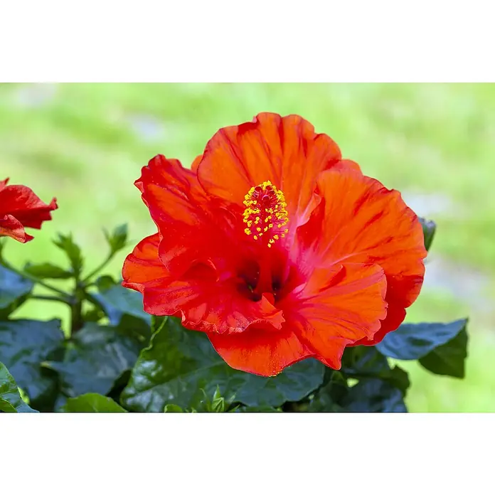 Piardino Garteneibisch -  - Eine leuchtend rote Hibiskusblüte mit markanten gelben Staubblättern.